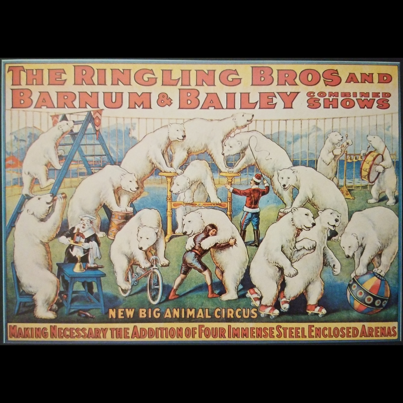 1976 Ringling Bros & Barnum Bailey Circus Polar Bear Act Classic Style Print