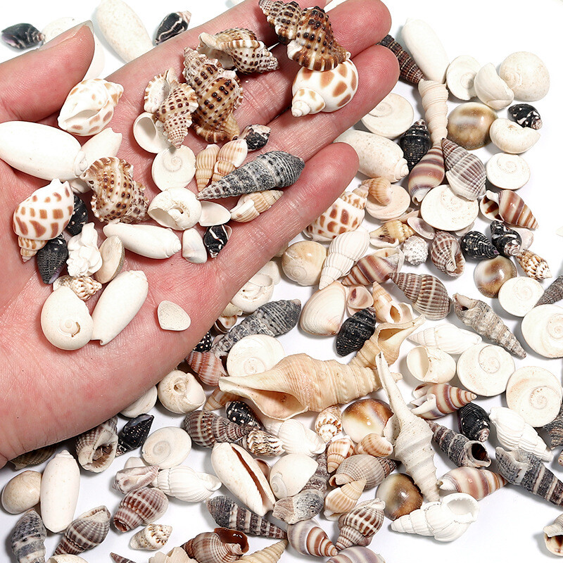 new Mixed natural shell and conch box decorations scenery props accessories