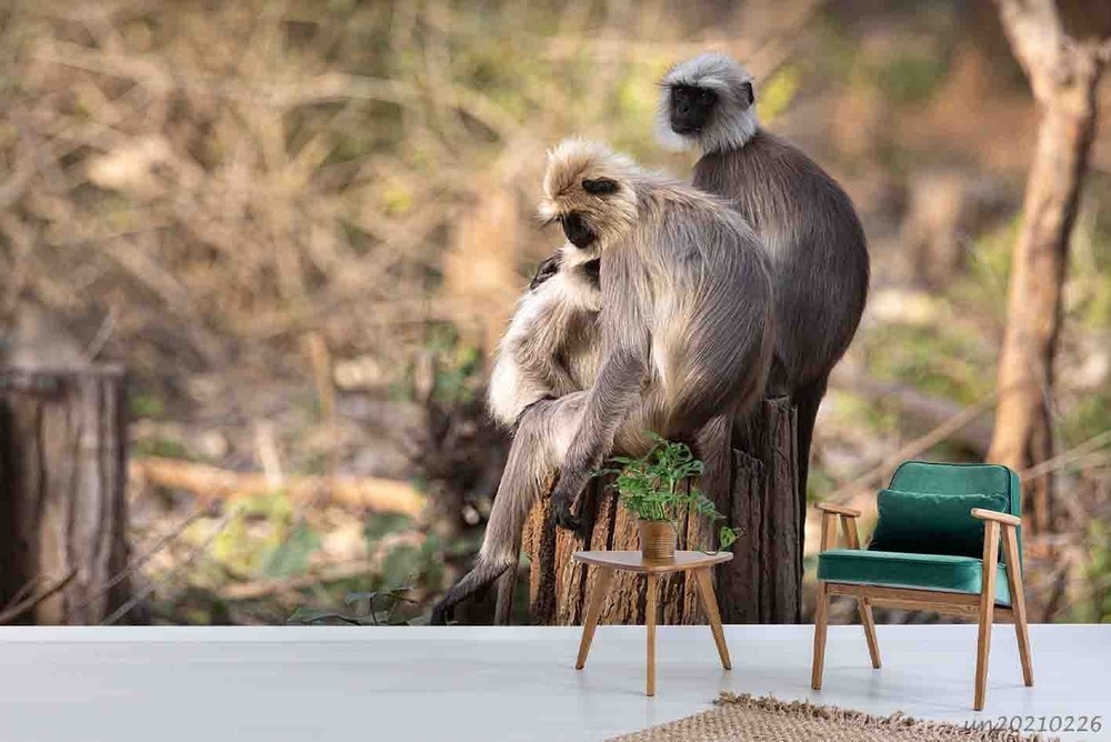 3D Monkey Animal Close-up Wall Murals Wallpaper Murals Wall Sticker