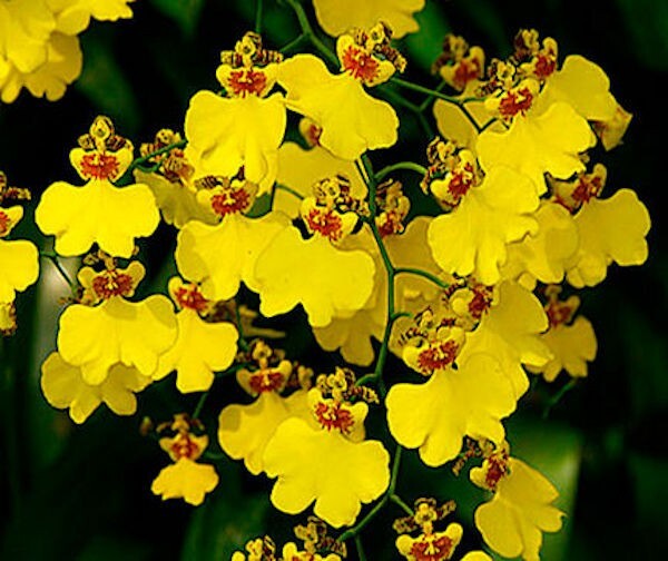 Onc. Gower Ramsey Live Orchid  1B19