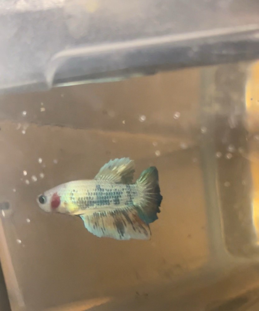 Betta Splendens Mármol - Stunning Colorful Siamese Fighting Fish