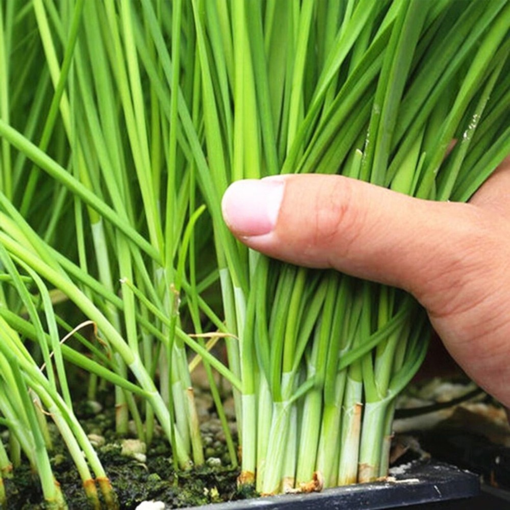 500 Garlic Chive Seeds for Planting - Heirloom, Non-GMO Chinese Chives