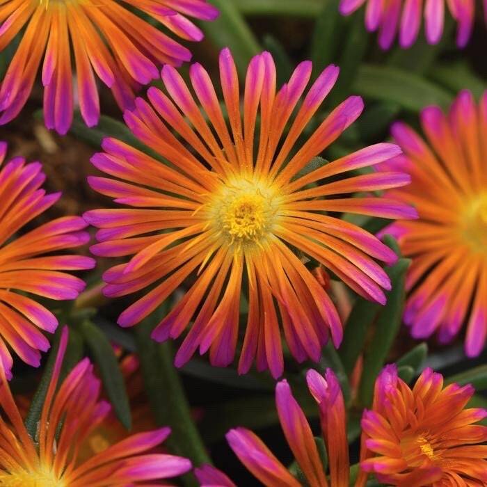 20 Ice plant drought resistant flower seeds for spring summer pink Yellow White