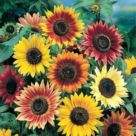 20 Autumn Beauty Sunflower Seeds Plants Garden Planting Colorful Rare Bonsai or