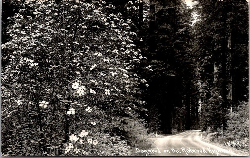 1940s RPPC Dogwood Trees on Redwood Highway California Vintage Nature Postcard