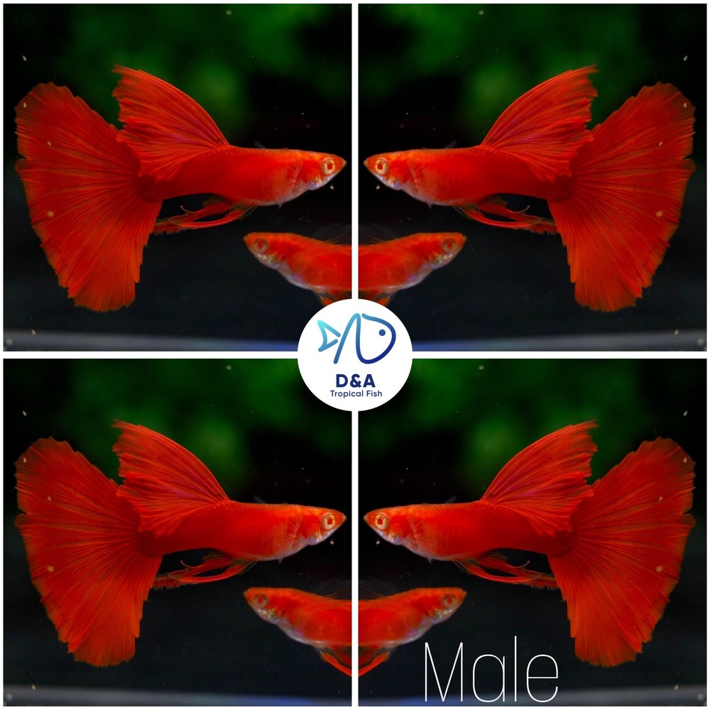 1 Female - Live Aquarium Guppy Fish - High Quality - Albino Full Red Ribbon.