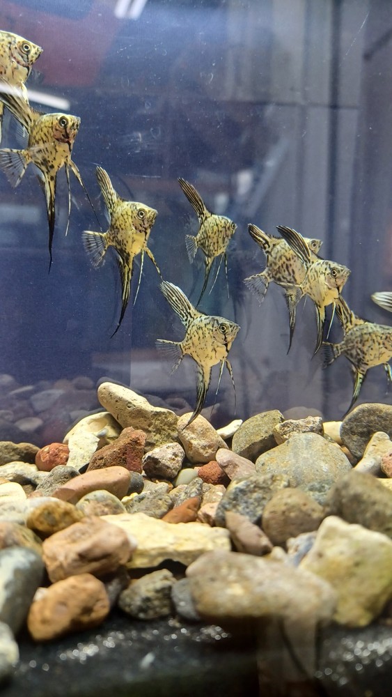 2 blue leopard snakeskin angel fish nickel body size