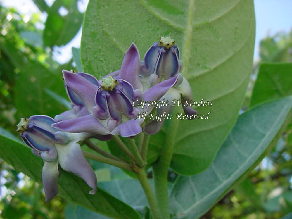 10 Seeds Tropical Ornamental Calotropis gigantea seeds Blue Crown Flower