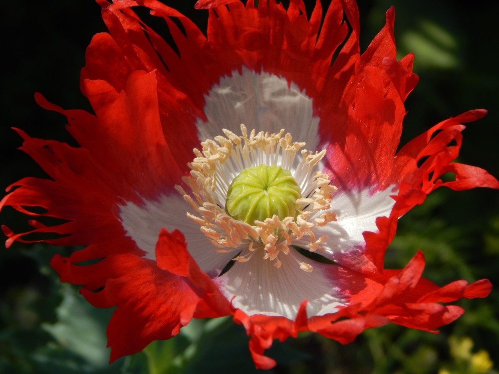 100+ Seeds Danish Flag Poppy annual flower Red and White Beauty