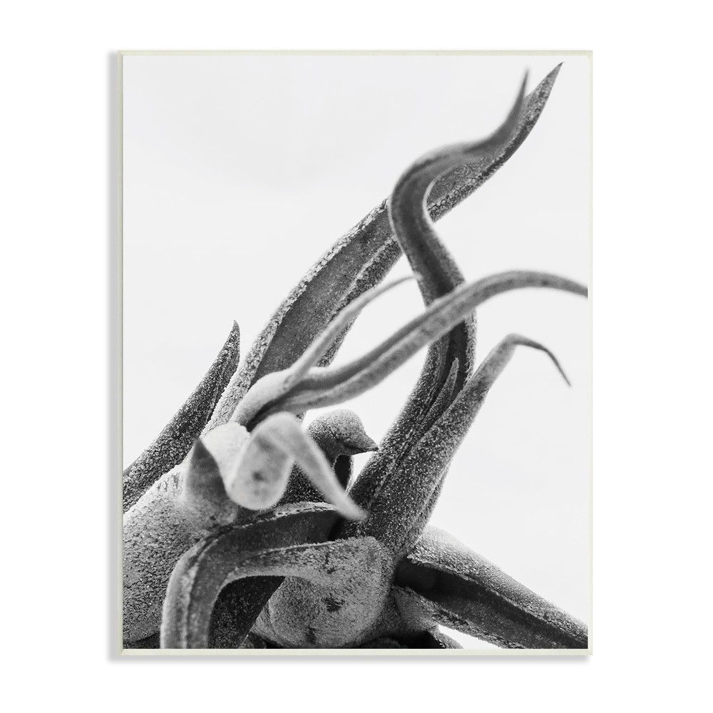 Stupell Air Plant Natural Texture Modern Black White