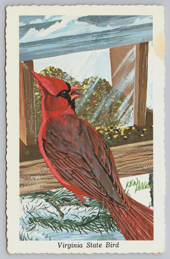 Cardinal Virginia VA State Bird Ken Haag 1968 Vtg Postcard C11
