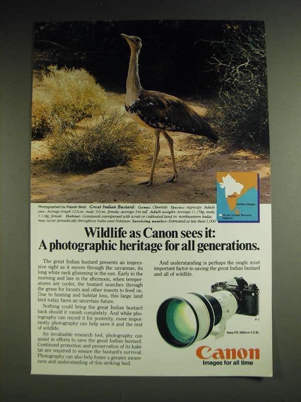 1984 Canon F-1 Camera and FD 300mm f/2.8L Lens Ad - Great Indian Bustard