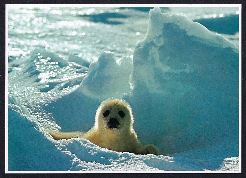 Vintage 1978 HARP SEAL Photo Print 5x7 John Wagner IMPACT Collection
