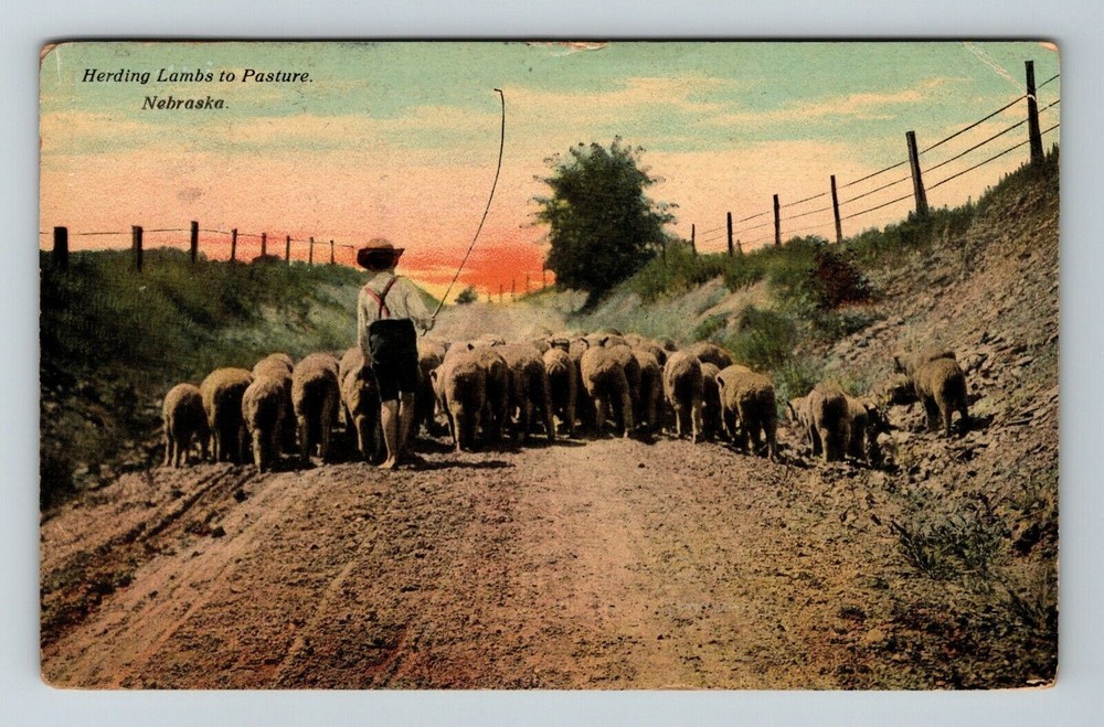 Herding Lambs To Pasture In Nebraska Vintage Souvenir Postcard