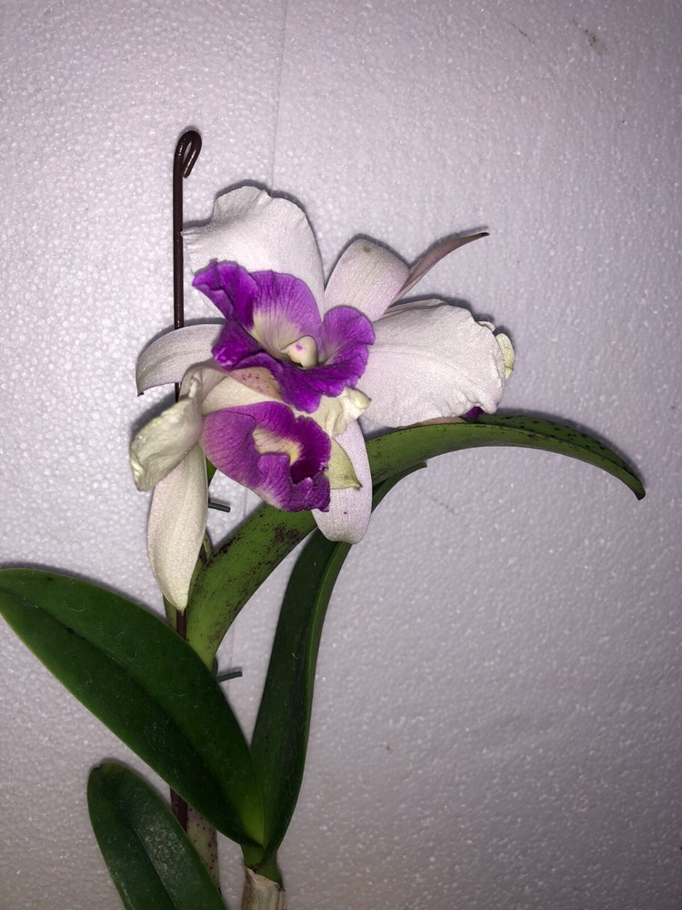 (504-3)  Lc.Aiea Lorraine 'Paradise'     NBS   Fragrant