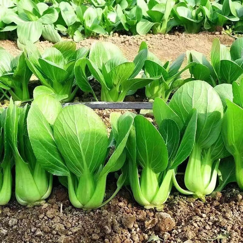 1000pcs All Year Round Chinese Cabbage Seeds – Heirloom Organic Non-GMO