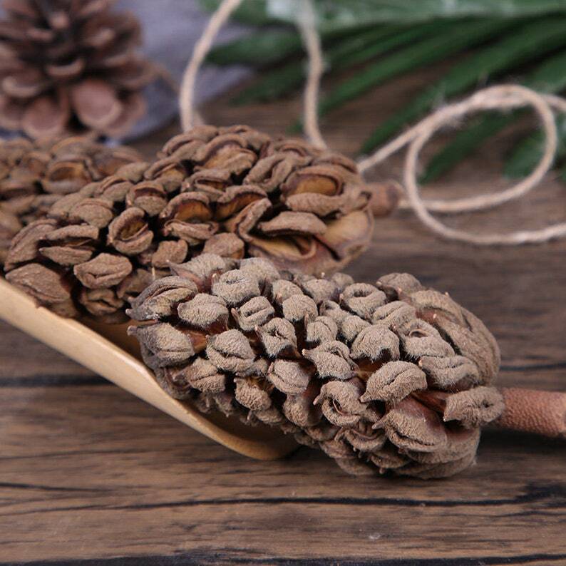 Organic Herbal Ford Manglietia Fruit Manglietia Fordiana Mu Lian Guo Top Quality