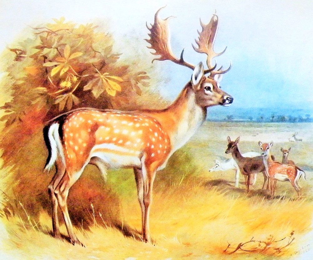 FALLOW DEER.  SMALL PRINT OF A PAINTING BY THORBURN
