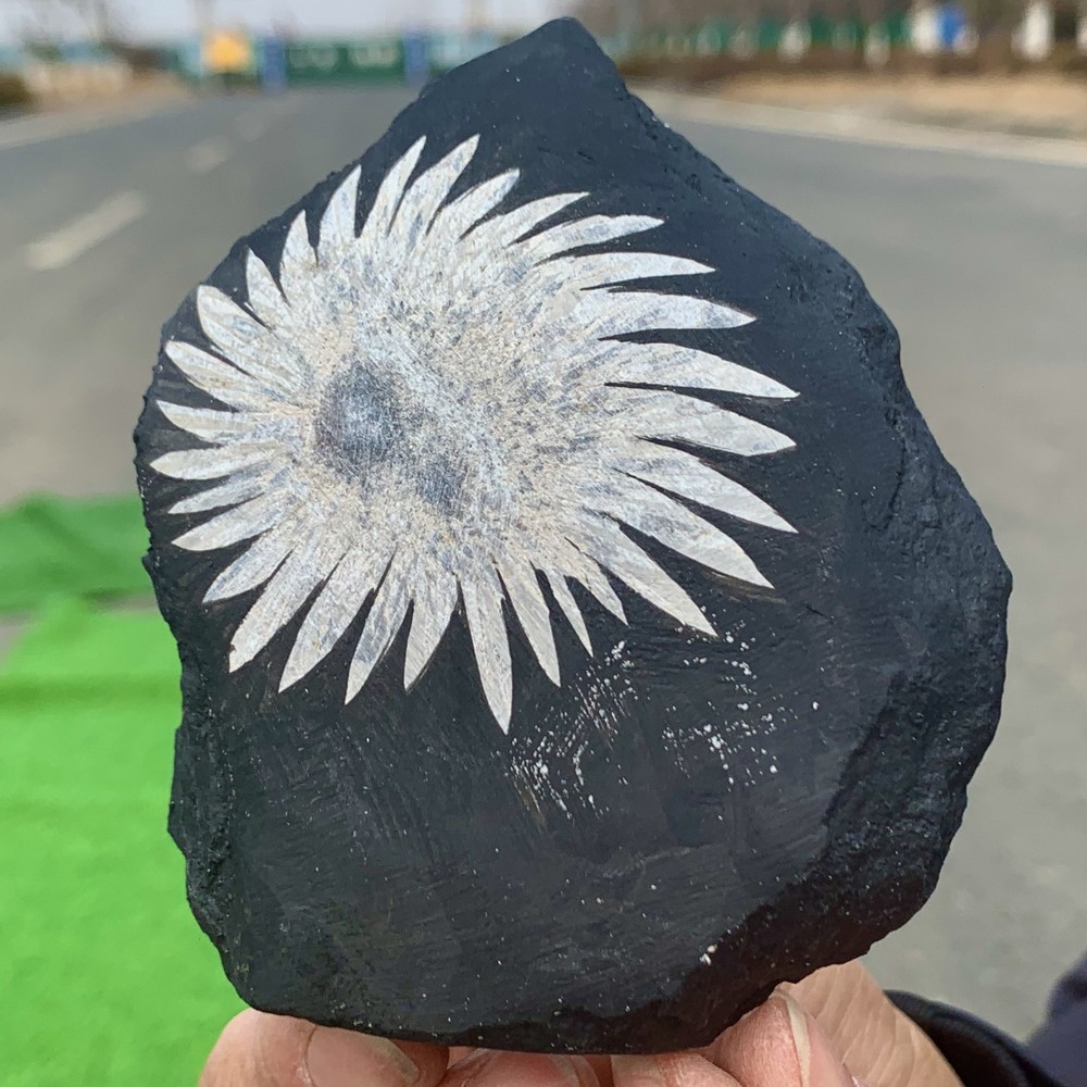342G Natural Chrysanthemum Stone Quartz Carving Halo Treated Healing Crystal Gift