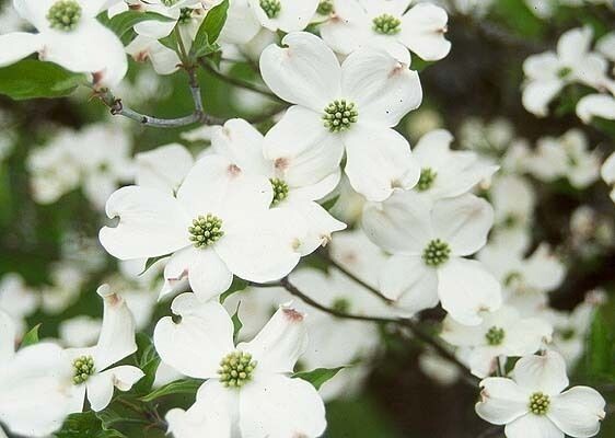 White Dogwood Tree 2-3 Feet Tall in ABP Container