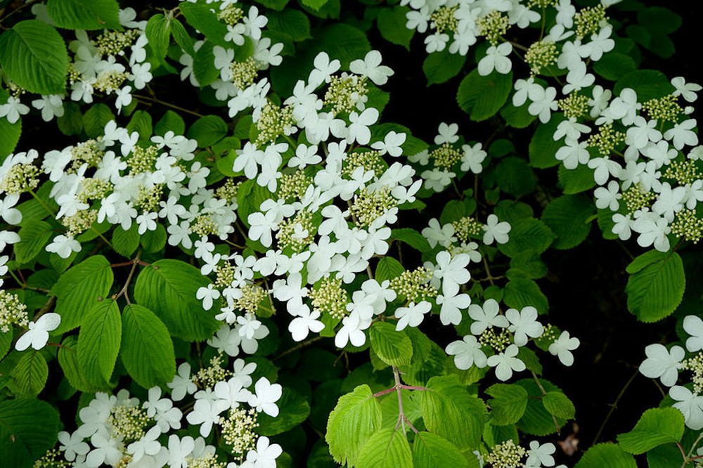 10 Seeds Blushing Viburnum Shrub or Bonsai - Standard Overstock