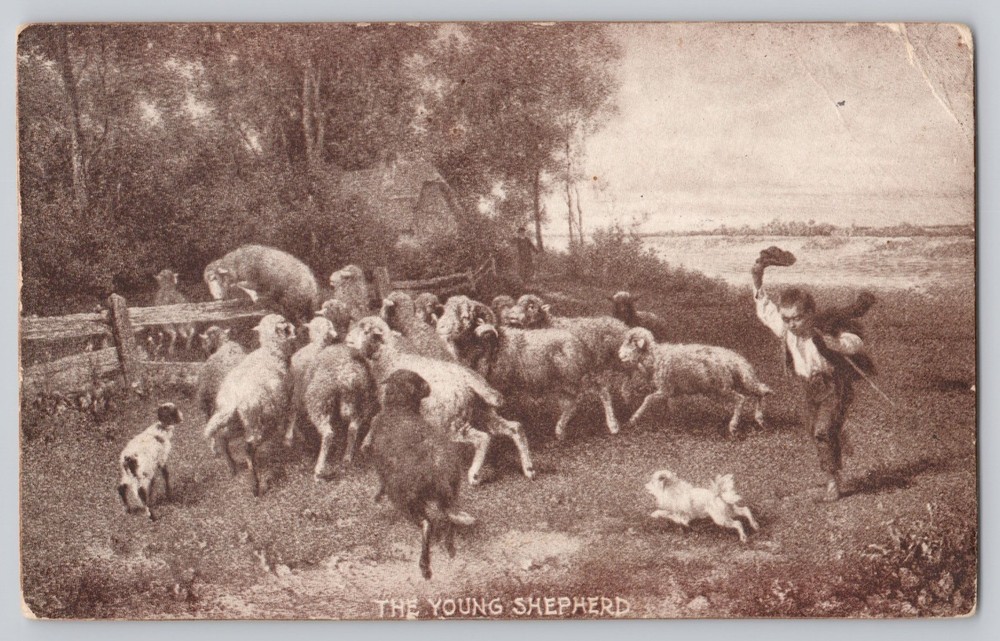 The Young Sheperd Sheep Dog Farm Posted 1910 Antique Postcard