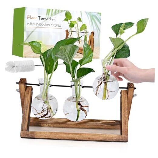 Glass Plant Terrarium with Wooden Stand - 3 Bulb Propagation Station