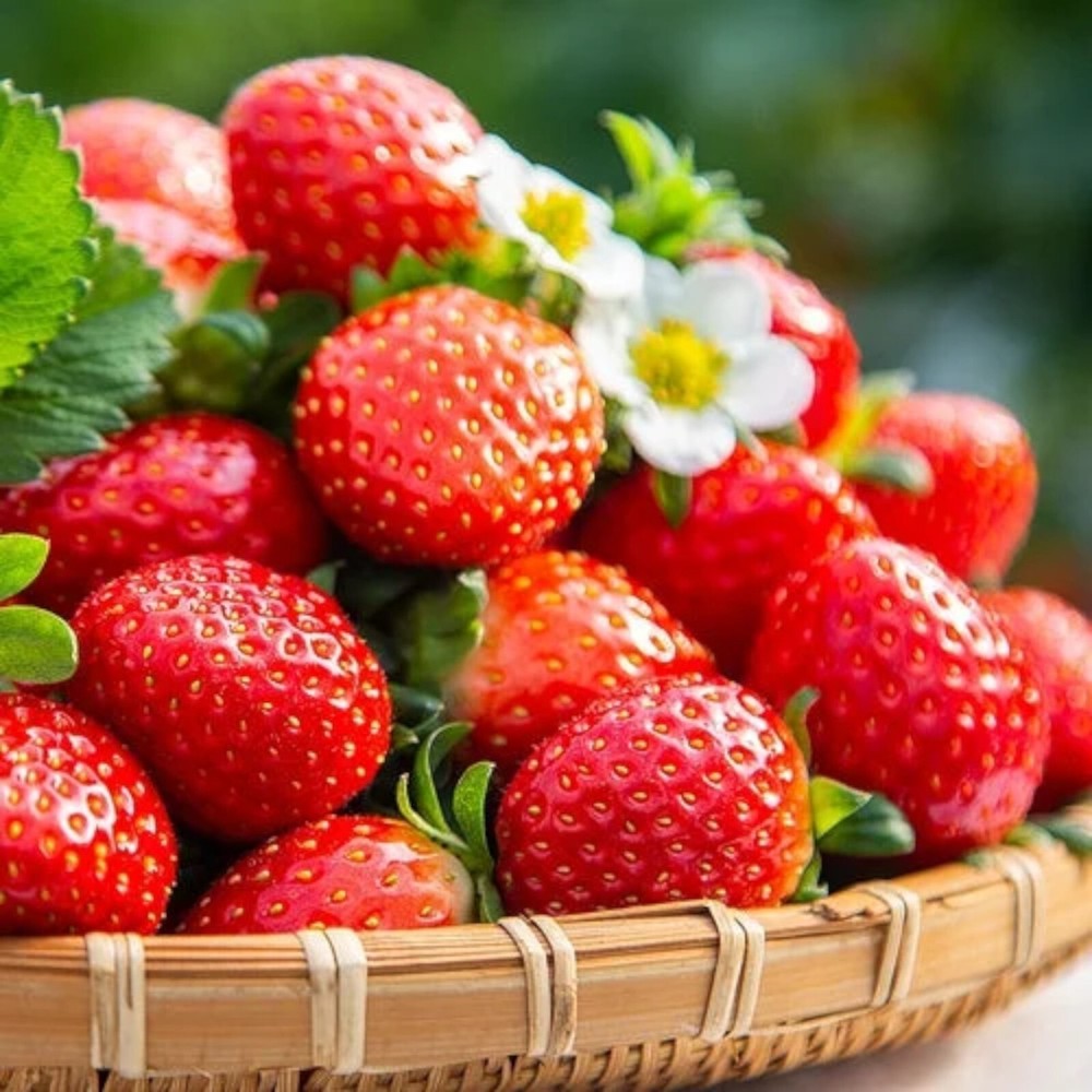 200 pcs Cream Strawberry Seeds - Hardy Perennial Herb, Fall & Spring Planting