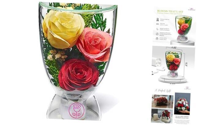 | Fresh Cut Preserved Roses in a Sealed Glass Vase | Long Lasting Xoxo Multi