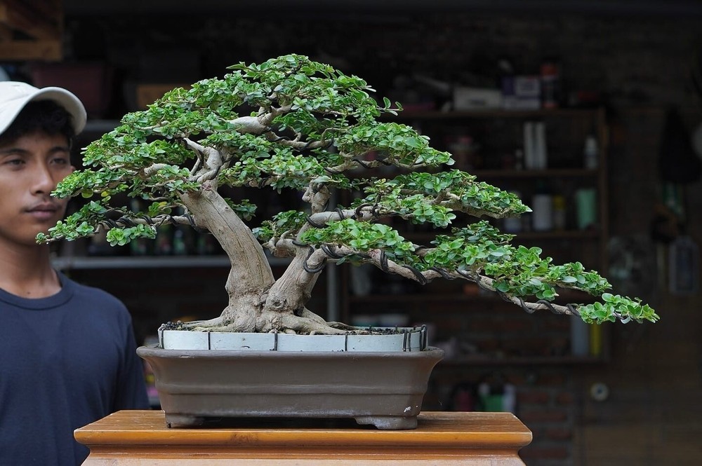 Actual plant Bonsai Premna Microphylla bonsai tree old bonsai contest