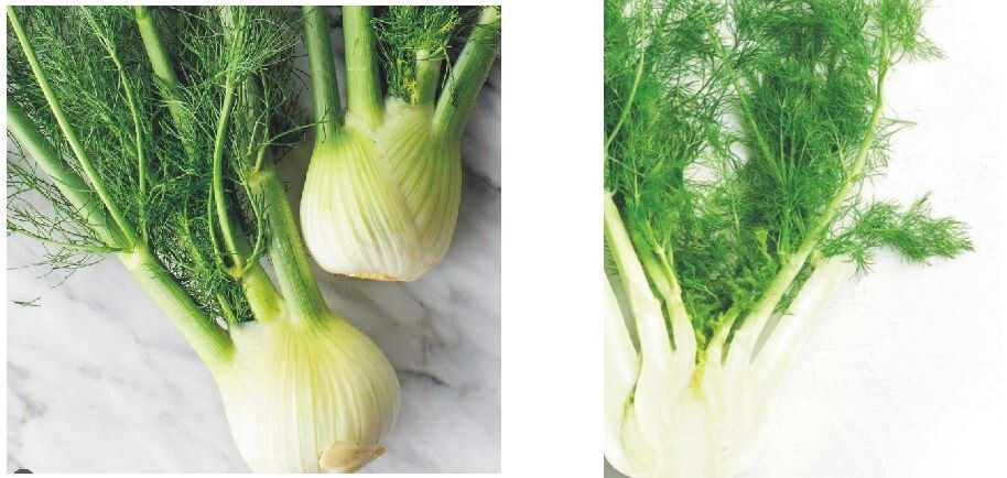 FENNEL SEED for Planting and Growing  Fresh for 2024, Cheap! ORGANIC,  60+ SEEDS