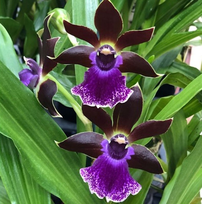 Zygo Debbie De Mello 'Honolulu Baby' Live Orchid Plant 1B26