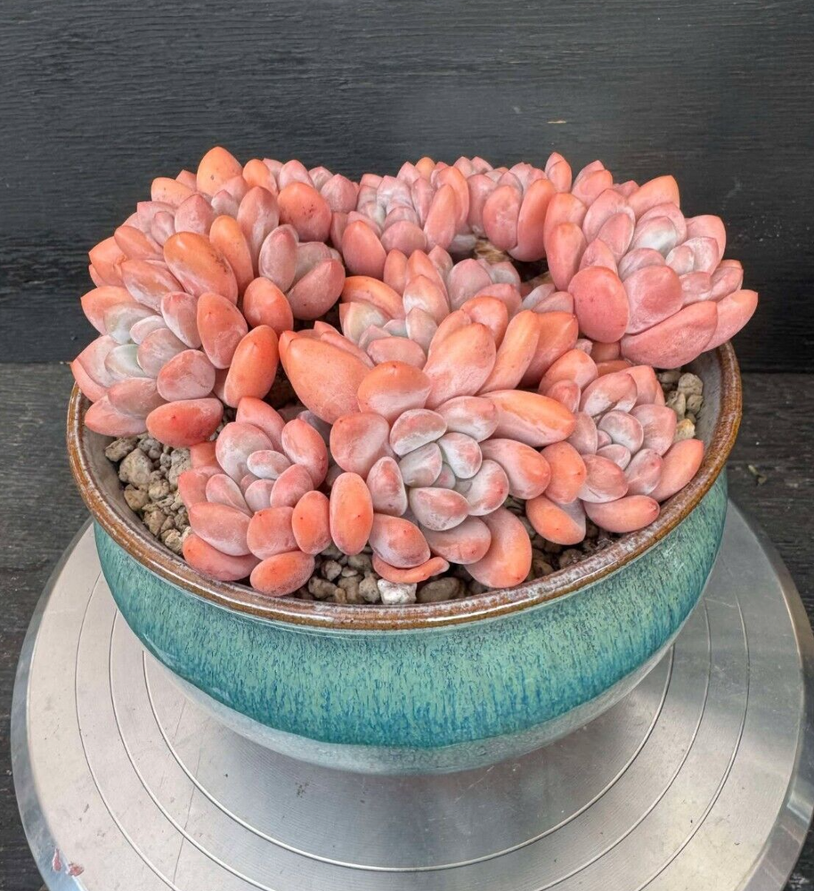 Succulent live plant 3 Pachyphytum  in 1 pot Office plant Live Plant Home decor