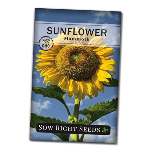 - Mammoth Sunflower Seeds to Plant - Grow Giant Sunflowers in Your Garden - 1