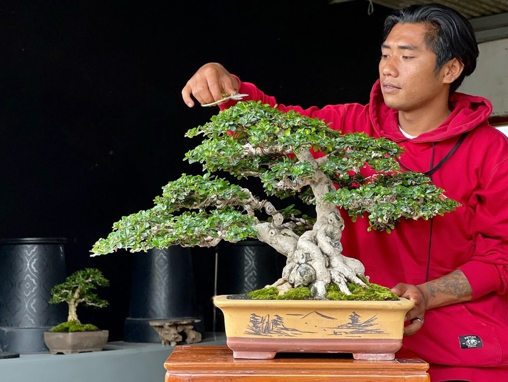 Actual Bonsai Fukien tea - Carmona retusa - ehretia microphylla tree bonsai