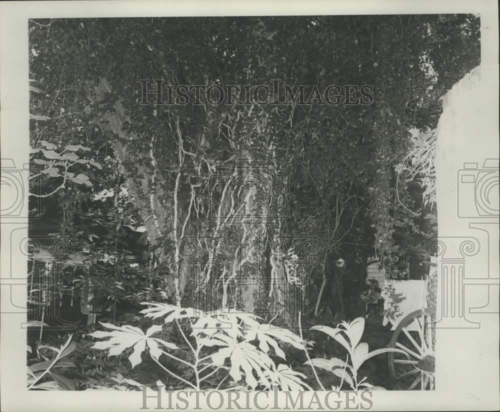 1976 Press Photo Oak trees at 2023 Esplanade Avenue - nob97292