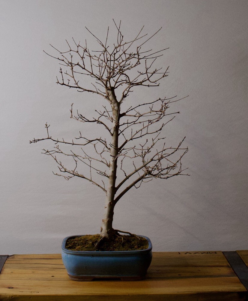 Trident Maple Bonsai