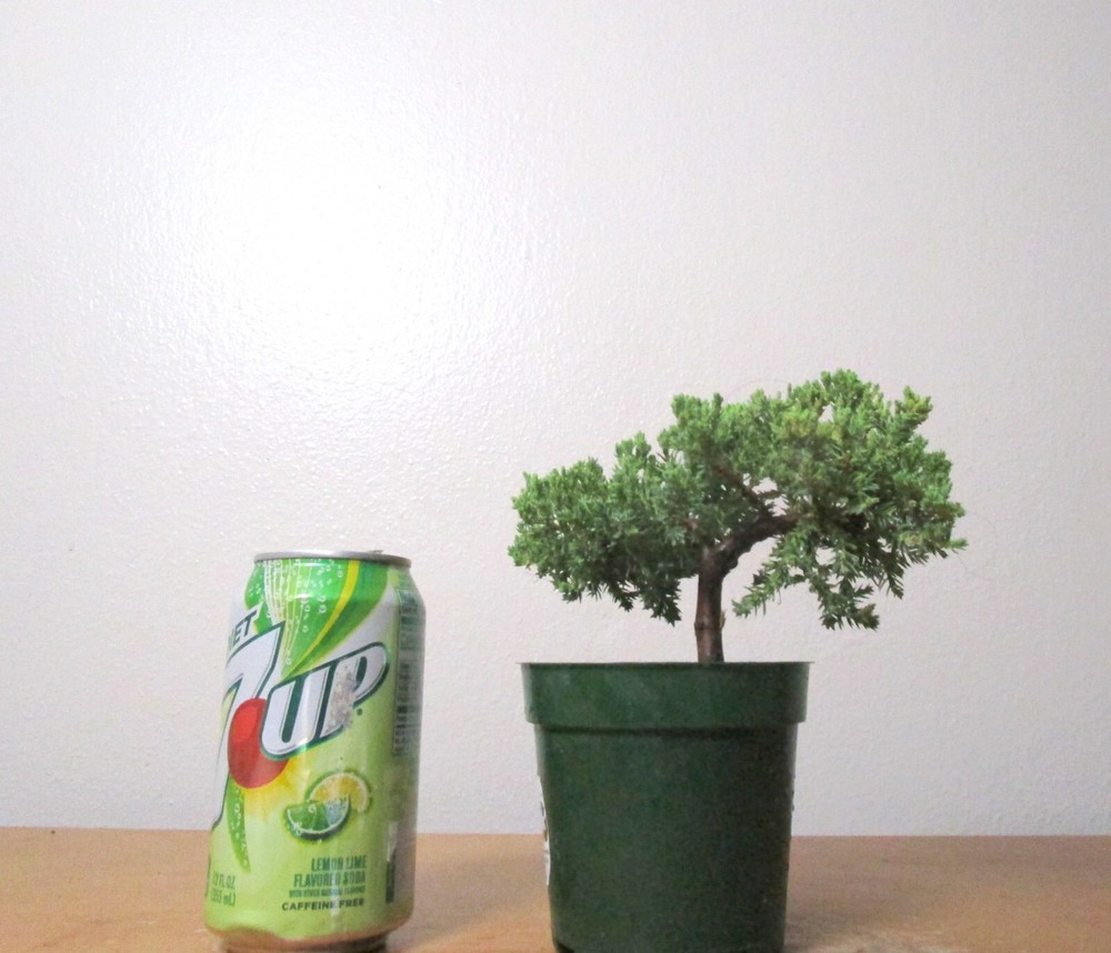 Dwarf Japanese Juniper Shohin Mame Bonsai for Beginners Multiple Listing