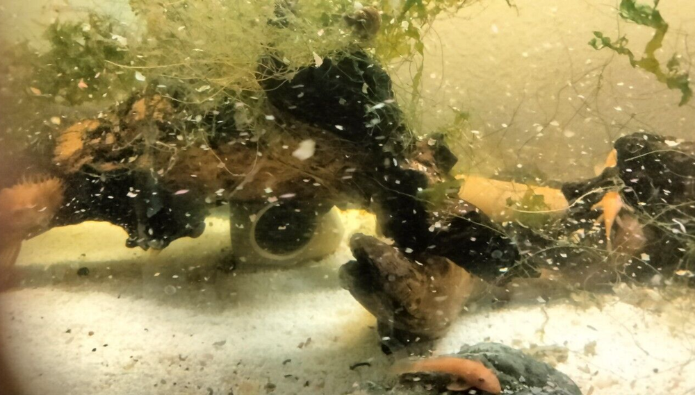 Plecos baby red bristlenose