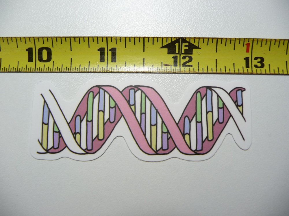 DNA HELIX DIAGRAM DECAL STICKER SCHOOL TEACHER PROFESSOR