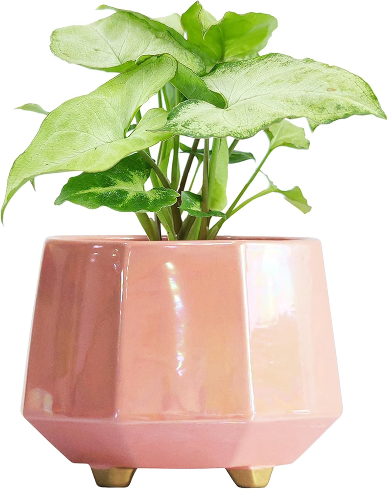 8 Inch Ceramic Planter for Indoor Plants - Plant Pots with Drainage Hole - Moder