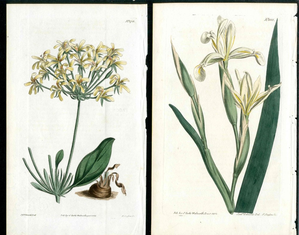 1812 Curtis Botanical Magazine iris, Crane's Bill 2 Original Antique Prints