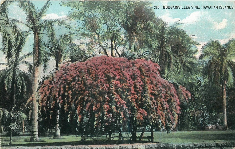 C1910 Hawaiian Islands Bougainvillea Vine Private Island Curio Postcard 25-734