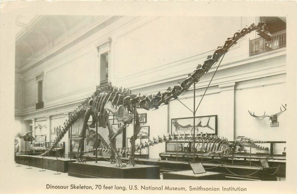 1940s Washington DC Dinosaur Skelton Smithsonian museum  Postcard RPPC 24-11664