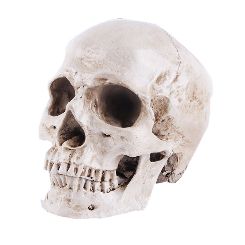 Creative Resin Crafts Skull Model Teaching Supplies Skull Prop Model