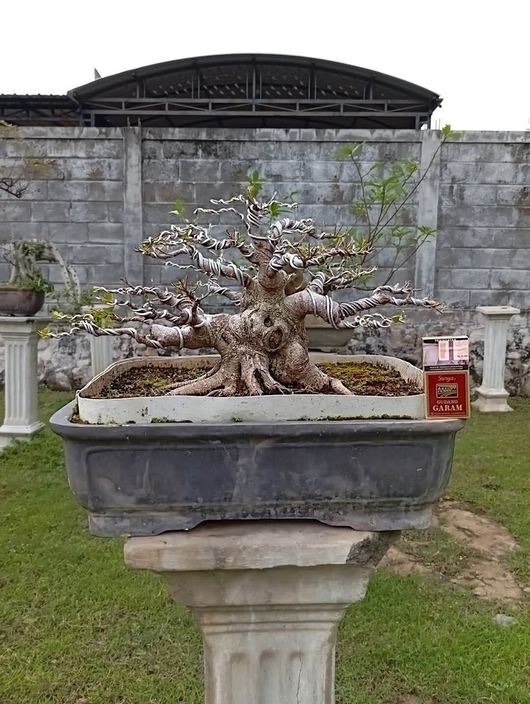Ficus Microcarpa Bonsai Tree with Aged Character and Natural Growth