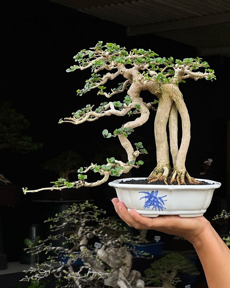 Premna Microphylla Bonsai Tree - Mature Contest-Quality Bonsai Plant