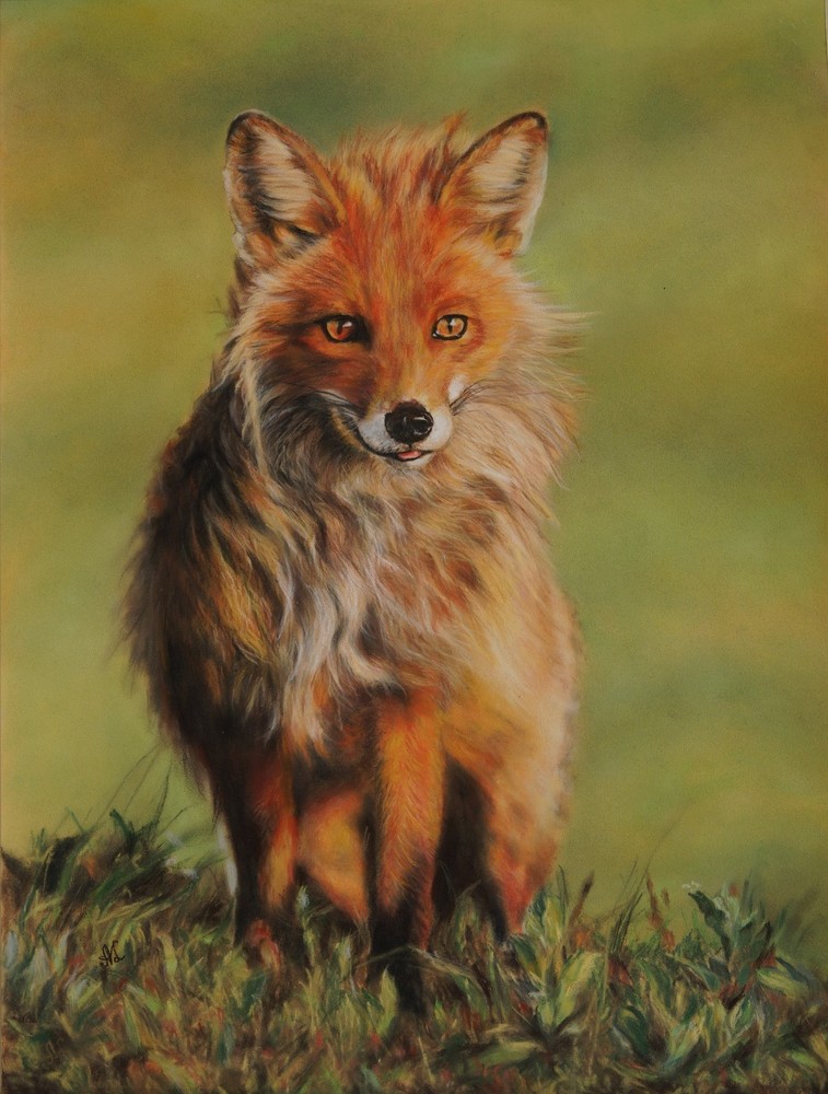 🦊 RED NORWEGIAN FOX Drawing Original Direct From Artist