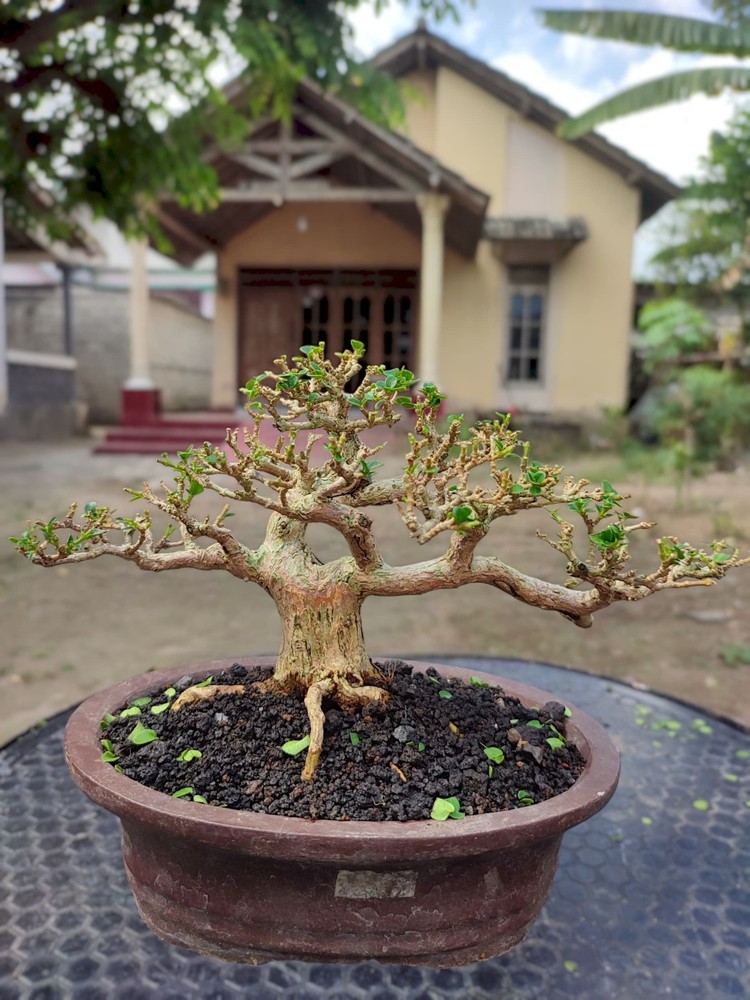 Bonsai Premna Microphylla tree with unique character and natural beauty